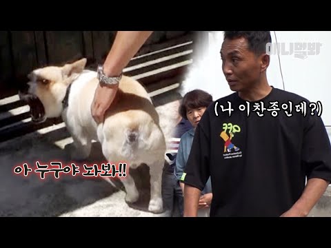“둘은 사실 싸울 마음이 전혀 없다라는거에요” 3개월간 계속된 개싸움을 단번에 끝낸 남자ㅣMan Helps Dogs Who <strong>Fought</strong> For 3 Months..