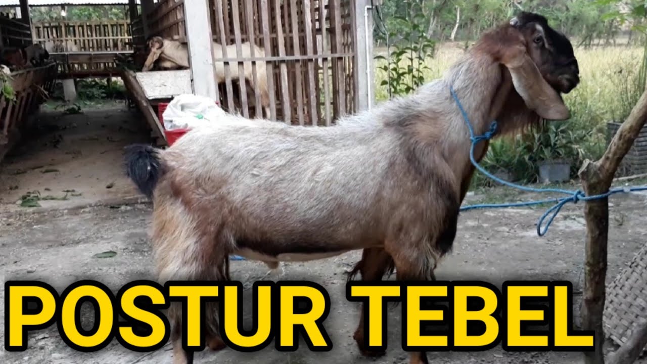 Kambing Bligon Postur Tebel | Perawatan Bagus Hasil maksimal 