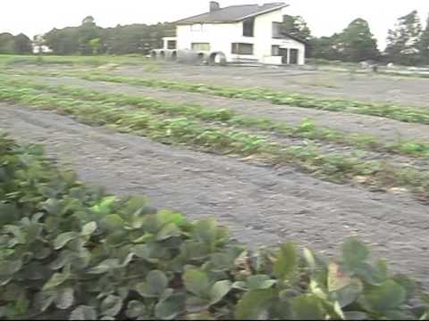 Video: Vasaros derliaus nuėmimo patarimai: ką galite rinktis vasarą