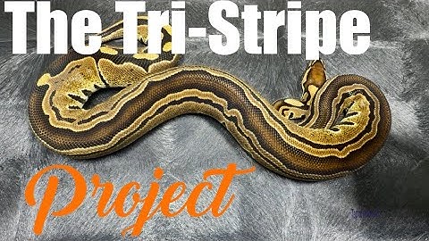 Breaking Down The Tri-stripe Project | VLOG 41