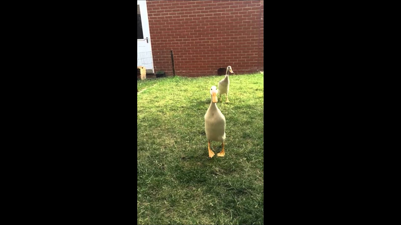 Pet Ducks eating lettuce YouTube