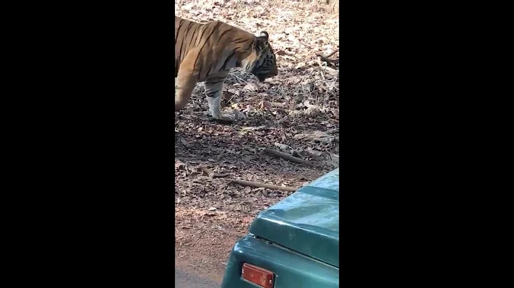 Fearless Tiger, close encounter - Tadoba Andhari National Park