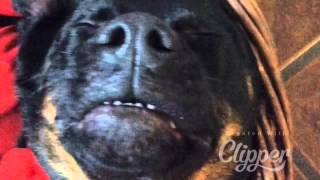 Müde Soraya - Hund schläft unter Weihnachtsmütze screenshot 5