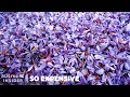 Why Saffron Is So Expensive | So Expensive