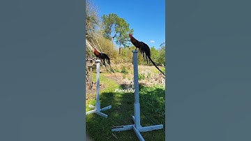 Bantam Phoenix Qaib Dib Tw Ntev #reels #short #chicken #gamefowl #ayam #rooster #gallos #poultry