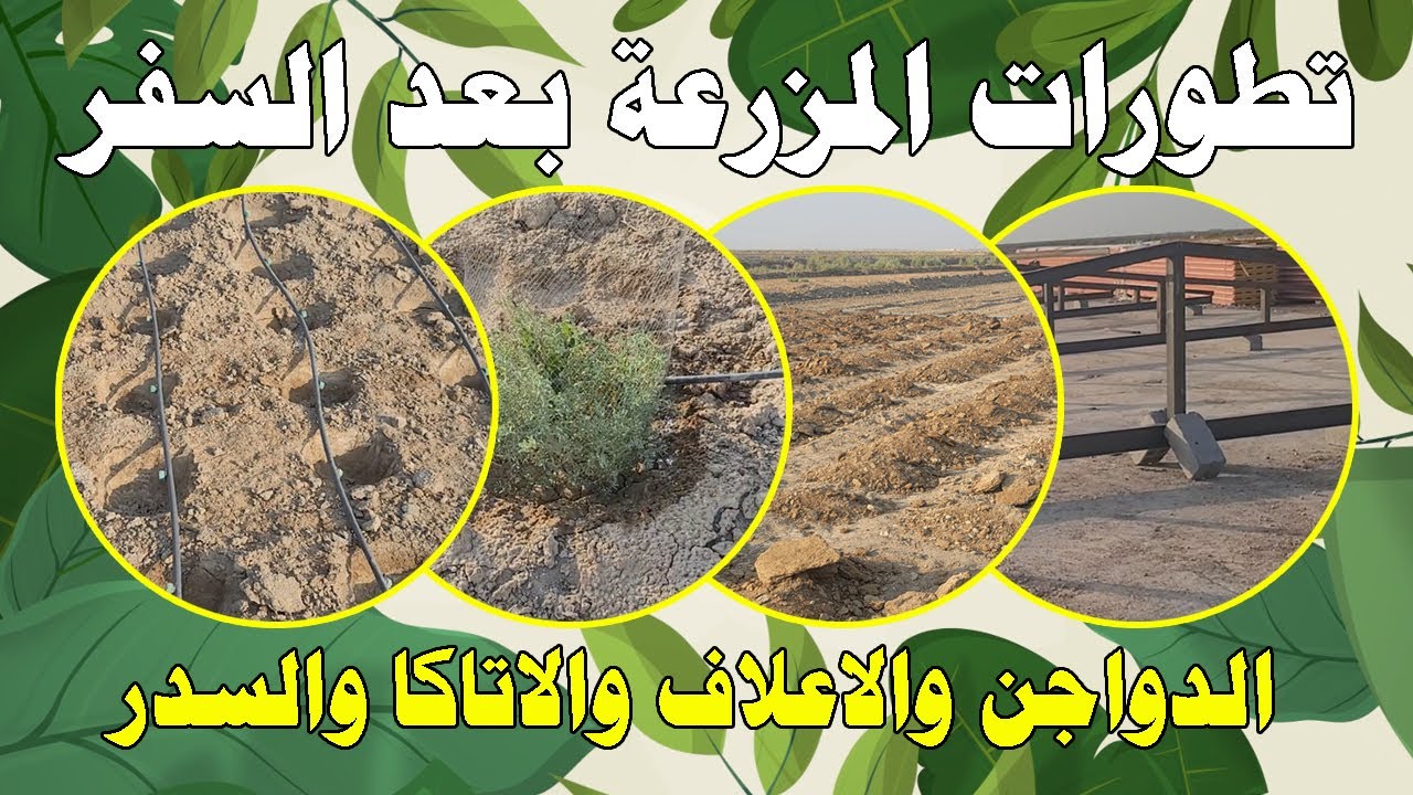 التطورات بعد عودتي من السفر- حقل الدواجن الجديد والاعلاف الخضراء والسدر