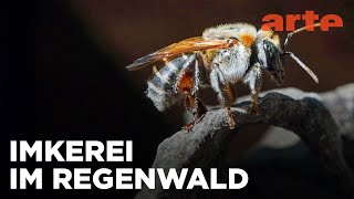 Peru: Stachellose Bienen, Retter des Regenwaldes | 360° Reportage | ARTE Family