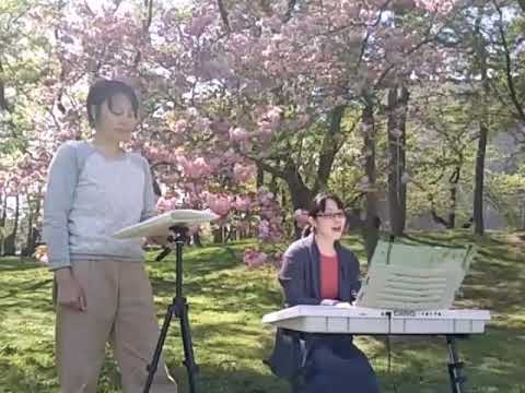 P!nk  perfect  cover  dolche  桜の下