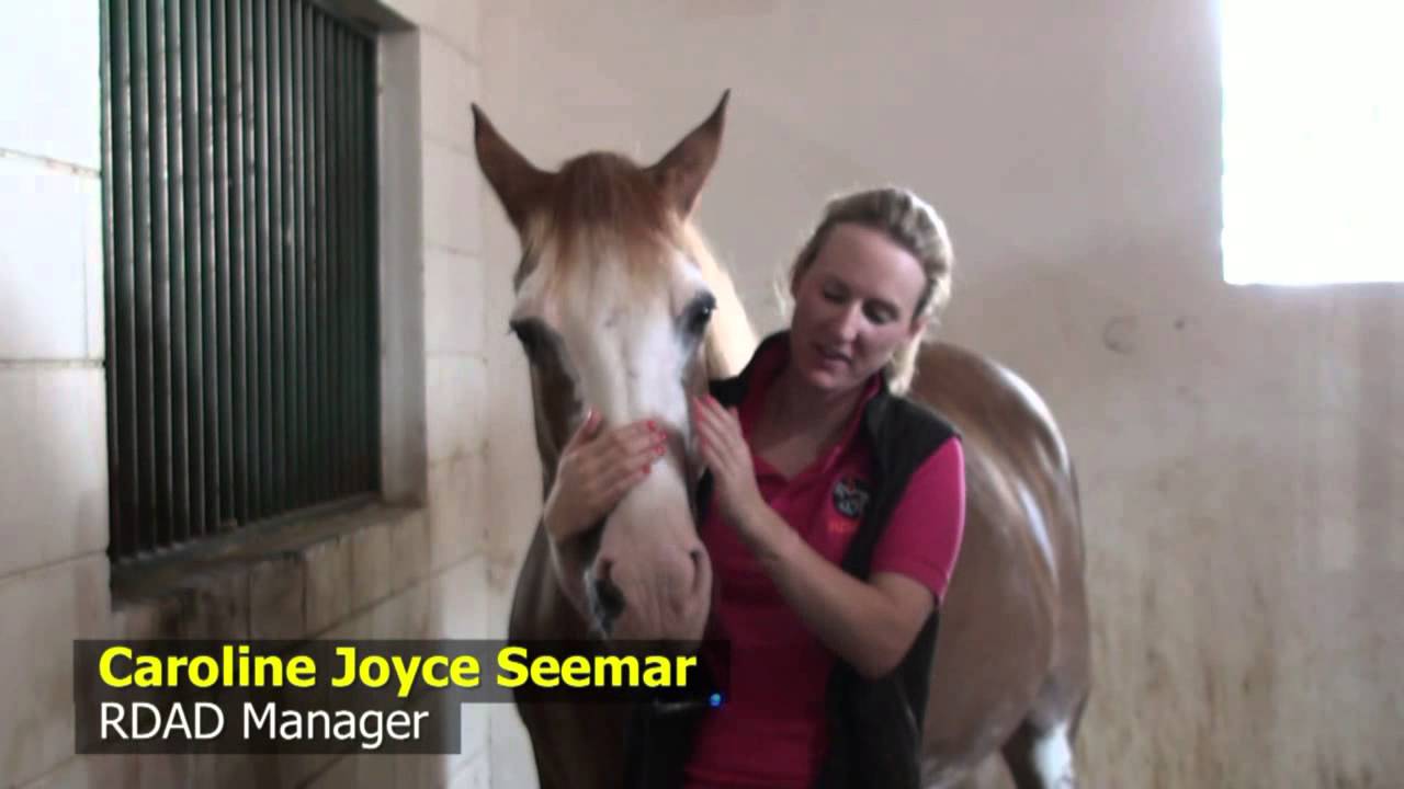 Horseback riding for special needs