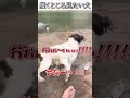 犬のおもしろ動画にツッコミどころ満載なアフレコしてみた＃473【サンダル】【ハプニング映像】#shorts　#アフレコ #面白動画