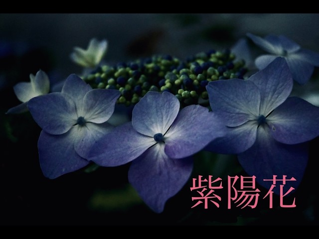 Green Box PHOTO Vol.62 紫陽花 Nikon Z50 Snap - YouTube