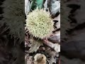 🌰🍁Поречките шуми мирисаат на есен и на костен/ The forests of Porche smell like autumn and chestnuts