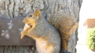 Squirrel eating an ice cream cone!