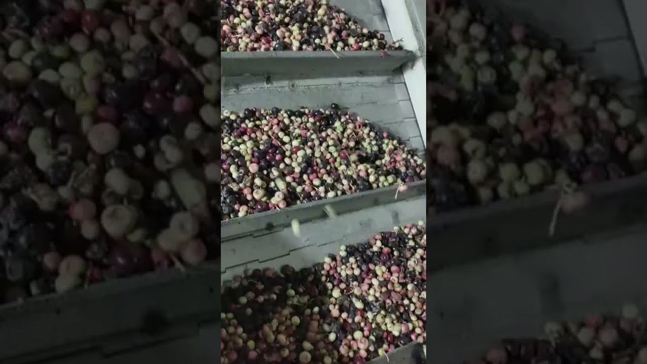 AMD® quick-frozen blueberry sorting equipment