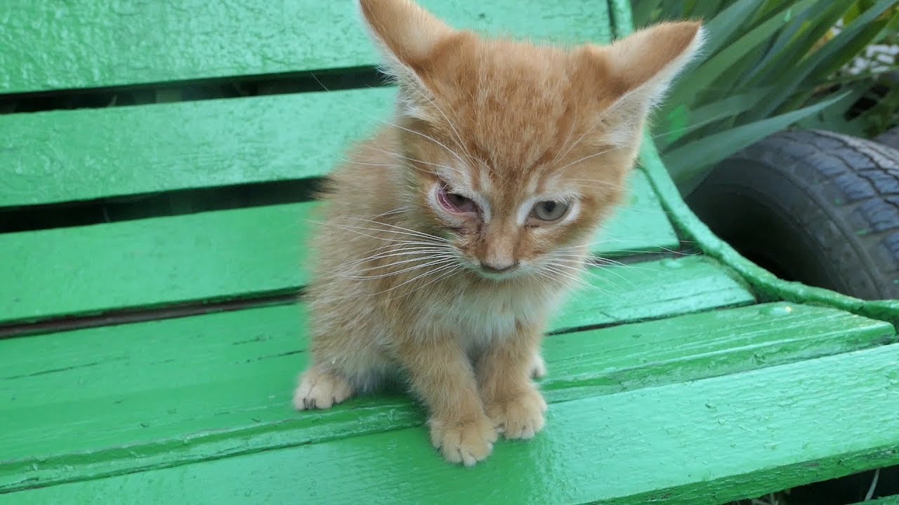 robin seplut wikipedia Little kitten with cats they want food