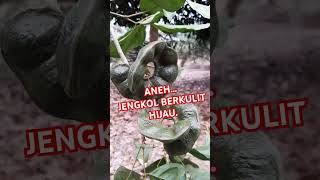 Jengkol Aneh berkulit Hijau