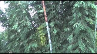 Yunnan Bamboo