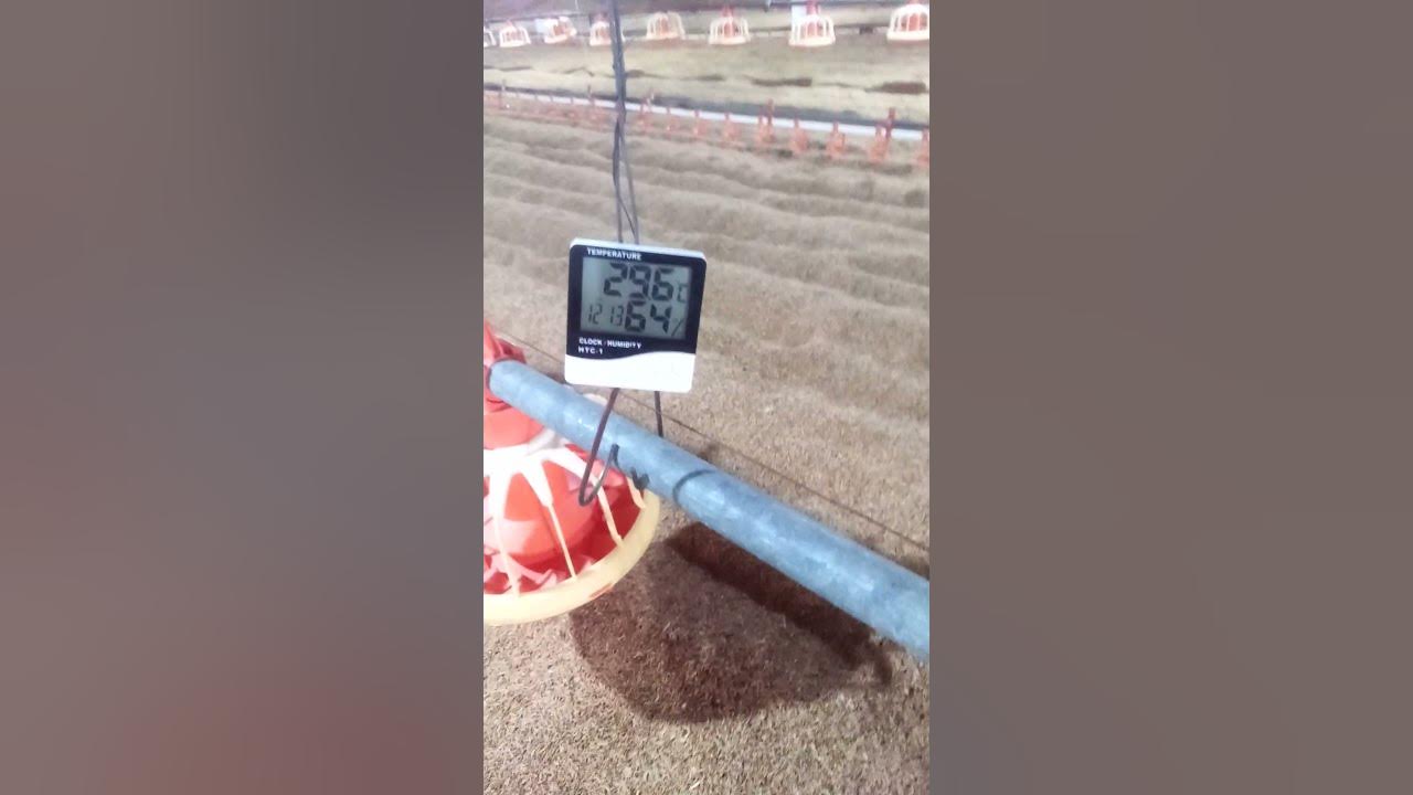 poultry farm thermometer YouTube