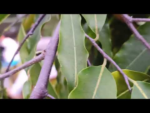 પોડકાસ્ટ BTS હકભા ગઢવી સાથે