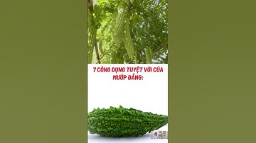 7 Công Dụng Tuyệt Vời Của Mướp Đắng#biquyetsongkhoetre #songkhoe #shortsvideo #suckhoe