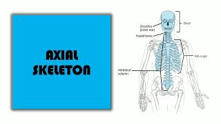 Axial Skeletal System - Skull Bones, Back Bone, Rib Cage