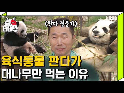 32년의 판다 전문가가 알려주는 판다의 tmi들🐼 사실 판다는 육식 동물 이다..❗ | 유퀴즈