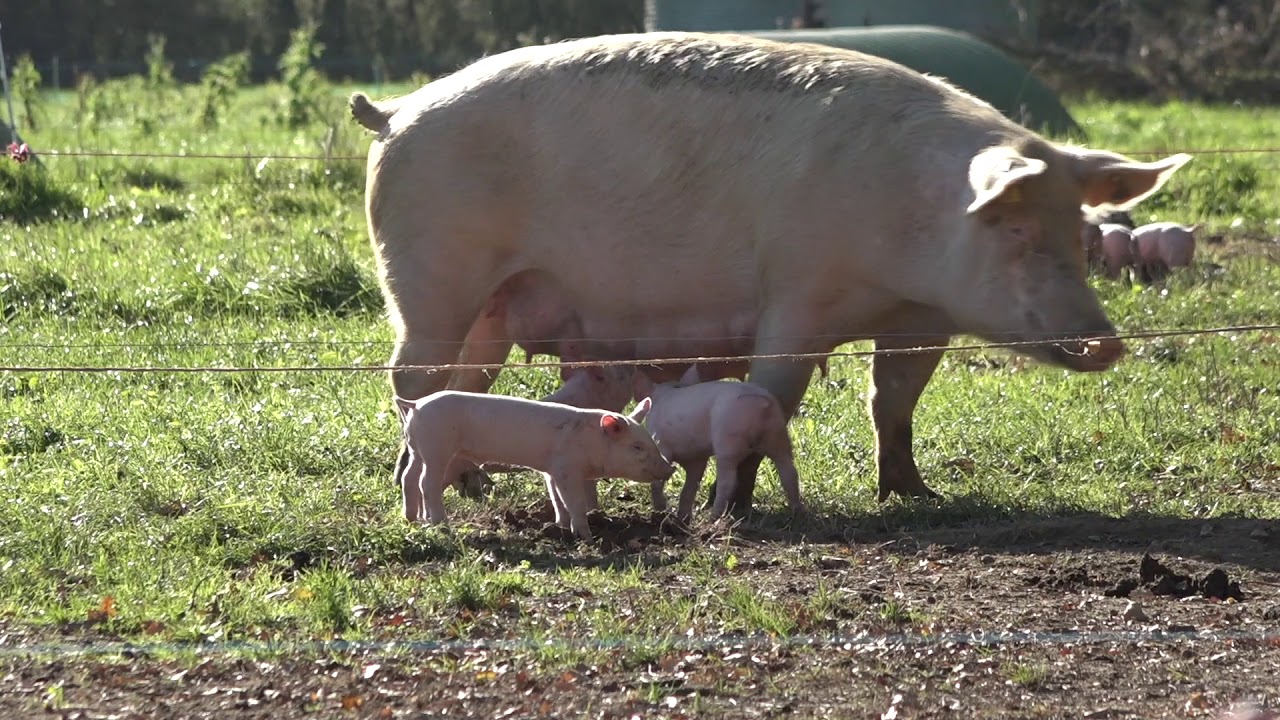 UNEBIO filière porcs
