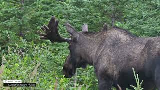 Little Bull Moose With The Crazy Antlers.