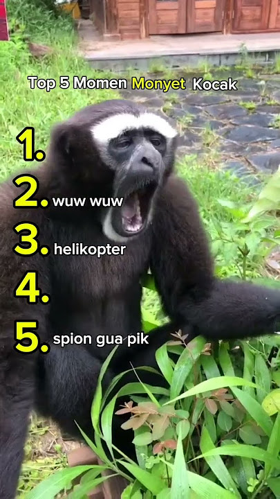 Top 5 Momen Monyet Kocak😱 #lucu #ngakak #monyet  #hiburan #humoris #indonesia #memeindonesia #meme