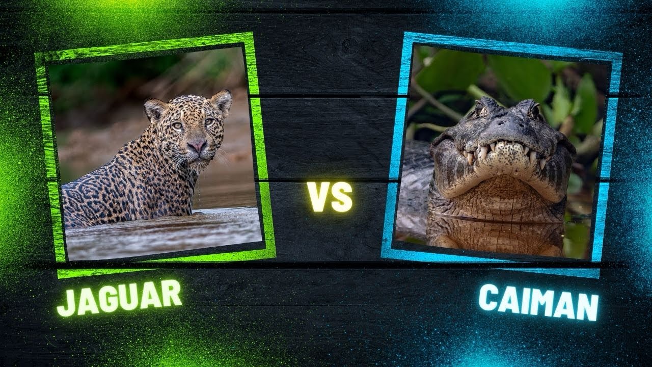 JAGUAR vs CAIMAN - Full scene of one EPIC battle!! - YouTube