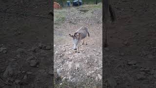 CABAÑAS DEL LAGO MASCOTA JALISCO MEXICO PUEBLO MAGICO ?