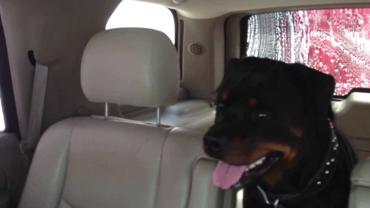 Rottweiler in car wash! YouTube