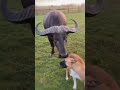Dog and Water Buffalo's Heartwarming Bond 🐶🦬