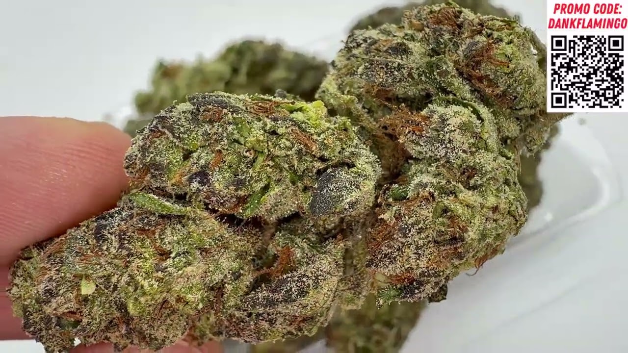 Grand Daddy Purp Premium from Shop Hello Mary! Dankin with the Flamingos Review!!