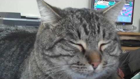 Setting a Mouse Free and Toontown