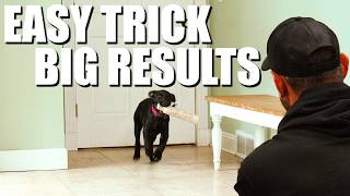 Puppy Fetch Training Made Easy Try This Indoor Drill
