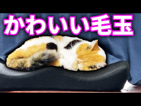 お昼過ぎのまりも、まる、みーちゃんの行動