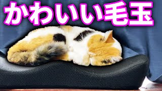 お昼過ぎのまりも、まる、みーちゃんの行動