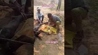 #cow #treatment #pet #funny #petphotography #animals #wildanimals #wildlife#bull #viral #short