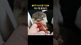 엄마수달의 리즈시절을 봤더니#모카 #아기수달시절 #1000일기념