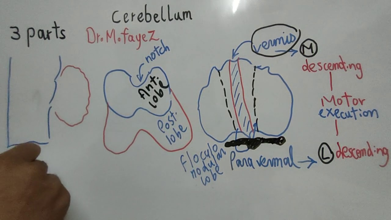 #Motor_CNS_Dr_Mohamed_Fayez Cerebellum Part 1