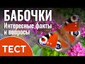 Тест: Угадай красивую бабочку | Интересные факты и вопросы о бабочках с ответами