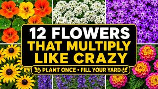 12 Flowers That Multiply Like Crazy — Plant Once and Fill Your Yard