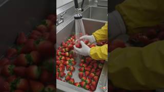 How Fresh Fruit Cups Are Made | Street Food Factory Process 🍓🍍🥝