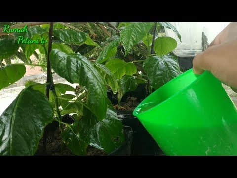 Cara Merangsang POHON CABE RAWIT Agar BERBUAH LEBAT, Part3 