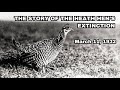 Heath Hen - Recently Extinct Animals
