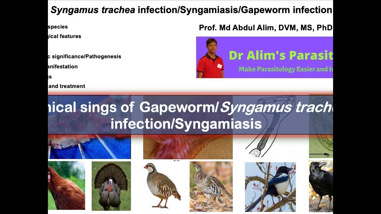 Syngamys trachea/Gapeworm infection/Syngamiasis Clinical signs YouTube