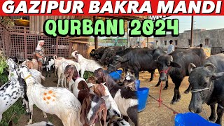 Gazipur Bakra Mandi Today Update 2024 | बकरा मंडी भाव 2024 | Live Update | Bakra Mandi 2024 Gazipur