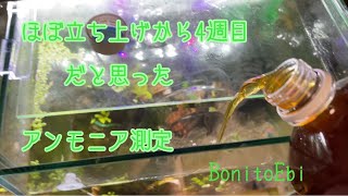 立ち上げ４週目　アンモニア測定