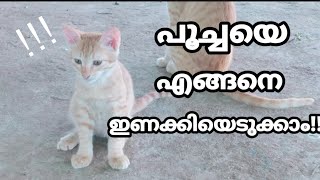 പൂച്ചയെ എങ്ങനെ ഇണക്കി വളർത്താം /cat video Malayalam